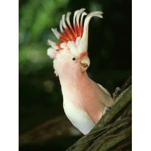  Leadbeaters Cockatoo, Cacatua Leadbeateri Displaying 