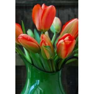  Tulip Apeldoorn   100 per Box Patio, Lawn & Garden
