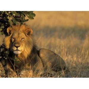  Lion, Panthera Leo, Chobe National Park, Savuti, Botswana 