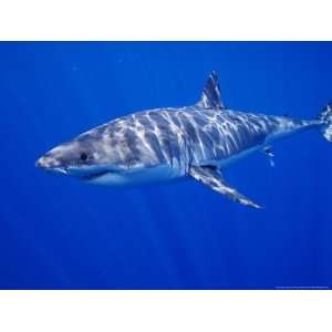  Great White Shark, Guadalupe Island, Mexico Photographic 