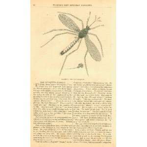  1859 Insects Bugs Musquitos Mosquitos illustrated 