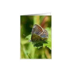  Butterfly   Northern Brown Argus   Any Occasion   Blank 