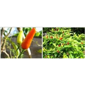  Nature Seeds Super Hot Hawaiian Chili / Chile Pepper 20 