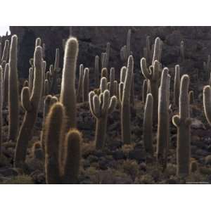  Cacti, Inkahuasa Island, Salar De Uyuni, Bolivia, South 