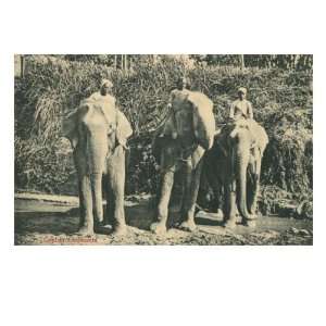  Elephants and Mahouts in Ceylon Giclee Poster Print, 32x24 