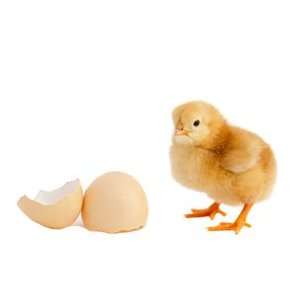    Baby Chick & Egg Easy Stick Wall Art Sticker