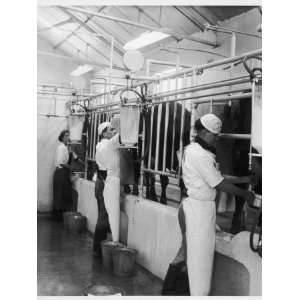 Students of East Sussex Agricultural School Using Milking Machines 