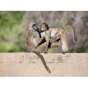 Chacma Baboons (Papio Cynocephalus Ursinus) Playing, Kruger National 