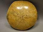 sand dollar fossil  