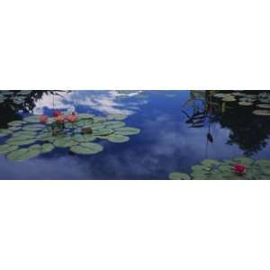 Water Lilies in a Pond, Denver Botanic Gardens, Denver, Denver County 