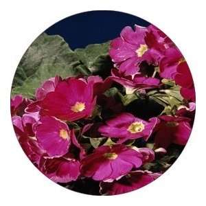   ROUND   Designer Coasters Flower/Flowers/Floral   (CRFL 243) Home