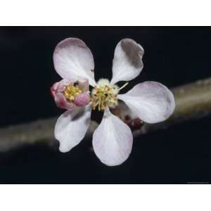  The Dainty Pale Pink Blossom Flower of a Royal Gala Apple 