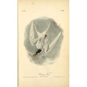   John James Audubon   24 x 40 inches   Common Tern. 