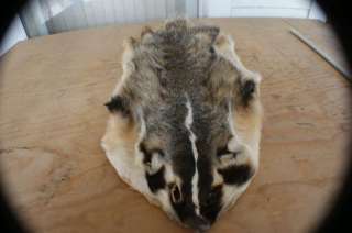 Badger pelt/hide/skin/fur professionally tanned no feet open skinned 