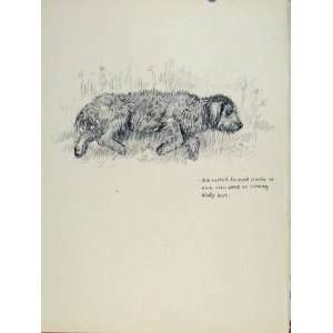   Dog Sketch Hound Pet Animal Old Print Fine Art
