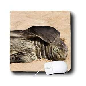  VWPics Sealions and Seals   Hawaiian Monk Seal on the beach 