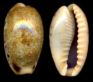 Bestshells Cypraea Caurica Elongata 24.67 mm Gem  