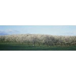  Cherry Trees in an Orchard, Mission Peninsula, Traverse City 