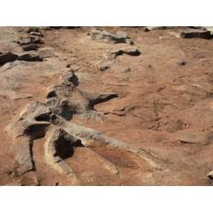 Fossil Dinosaur Skeleton Near Tuba City, Arizona Premium Poster Print 