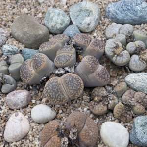  20 Seeds, Living Stones (Lithops Mixture) Seeds By Seed 