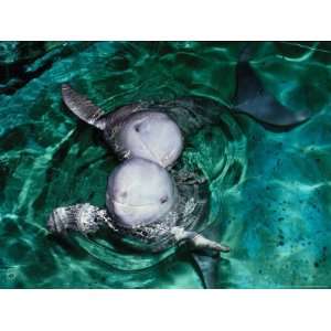  Irrawaddy Dolphins, Jaya Anca Aquarium, Indonesia 