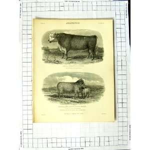   Encyclopaedia Britannica Agriculture Bull Cow Pheonix