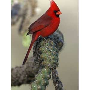 Northern Cardinal, Cardinalis Cardinalis, on a Cholla Cactus Stretched 