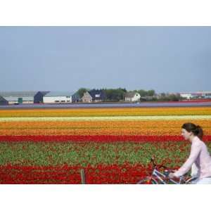  Woman Biking Past Tulip Lands, Leiden Area, Amsterdam 