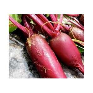 Cylindra Beet Seed   By The Pound Patio, Lawn & Garden