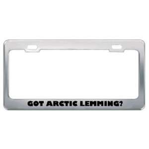  Got Arctic Lemming? Animals Pets Metal License Plate Frame 