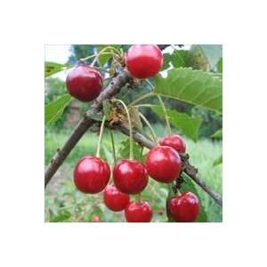  Bing Cherry Tree Seed Pack Patio, Lawn & Garden