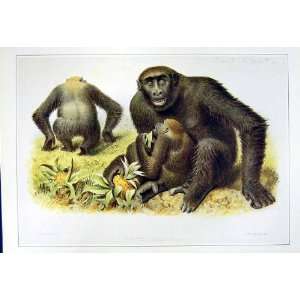    C1990 Mammals Gorilla Family Troglodytes Colour