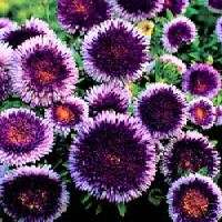 NEW20+ GIANT BLUE MOON ASTER FLOWER SEEDS  