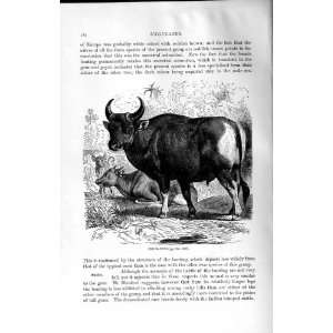  NATURAL HISTORY 1894 BANTING OXEN BOS SONDAICUS ANIMAL 