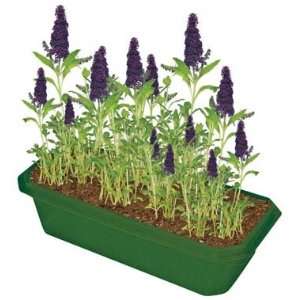  Dunecraft   Butterfly Bush (Science) Toys & Games