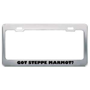  Got Steppe Marmot? Animals Pets Metal License Plate Frame 