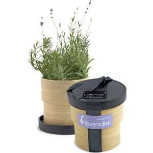  Bamboo Growing Kit of Organic Lavender Patio, Lawn 