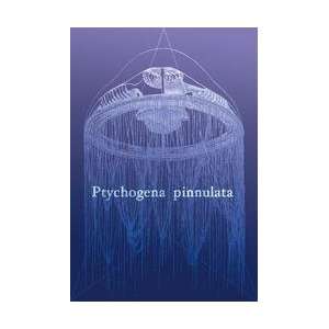  Jellyfish Ptychogena Pinnulata 24x36 Giclee