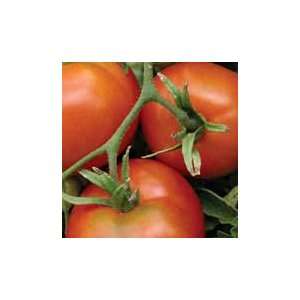  Skorospelka Red Slicing Tomato Patio, Lawn & Garden