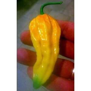  Yellow Bhut Jolokia Chile Pepper 4 Plants   Dangerously 