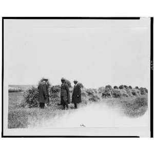  Three men in field with stacks of grain,Hungary