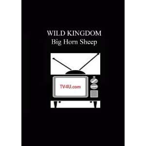  Wild Kingdom   Big Horn Sheep Movies & TV