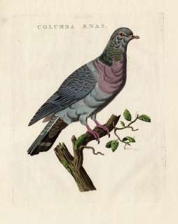 Antique Bird Print STOCK PIGEON DOVE Nozeman 1770  
