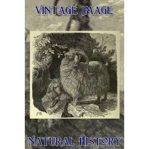   Magnet Vintage Natural History Image Angora Goat