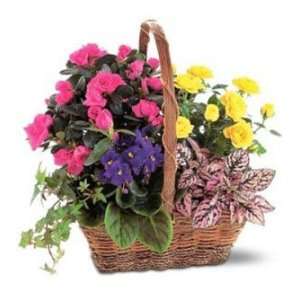 Blooming Garden Basket  Grocery & Gourmet Food