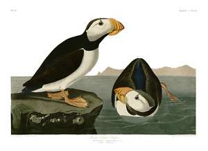No. 293 Large Billed Puffin Havell Audubon Print  