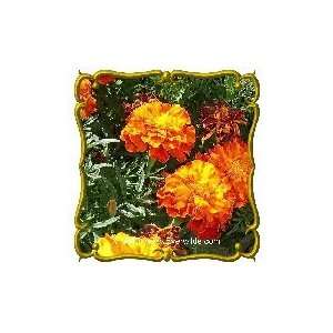  French Marigold Sparky Mix   Jumbo Wildflower Seed 