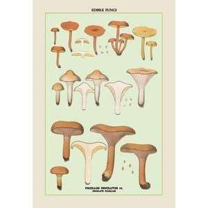  Vintage Art Edible Fungi Involute Paxillus   04907 3 