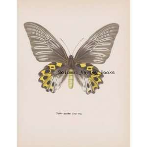 8 X 10 Colour Plate Of Troides Hypolitus (Butterfly 