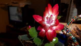   Zygocactus Schlumbergera Red Pink Holiday Bloom Flower 4 Pot  